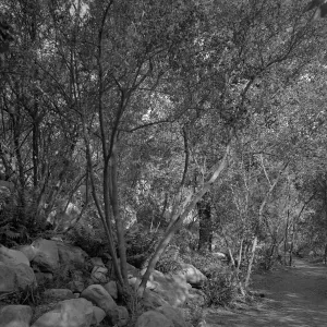 Early picture, probably taken in the Arroyo