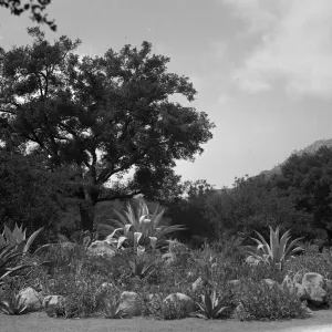Early view of pond planted with exotic Agaves
