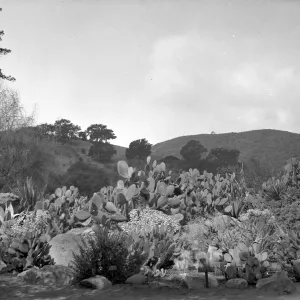 Early view of desert section planted with exotic cactus