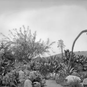 Early view of the desert section