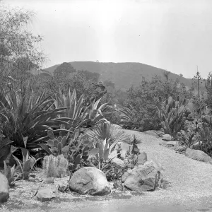 Early view of the desert section with exotic Agaves