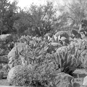 Early view of the desert section