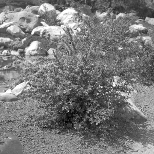 Planting on east side of Pond