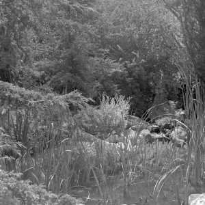 Small unidenified pond, possibly in old Foothill section