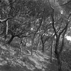 Woodland Trail also known as the Live Oak Trail