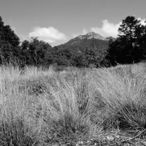 Bunch grasses in the Meadow