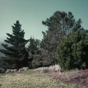 View of upper Meadow, planted to strawberry