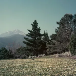 View of upper Meadow, planted to strawberry