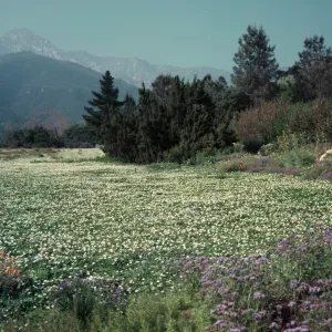 View from lower Meadow, planted to strawberry