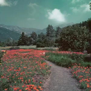 View of lower meadow planted to poppies and upper meadow planted to strawberry