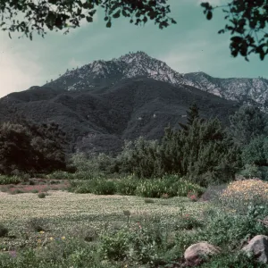 View of strawberry meadow with bush lupines