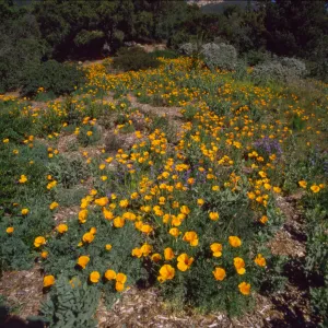 Calfiornia poppies, probably the Porter Trail