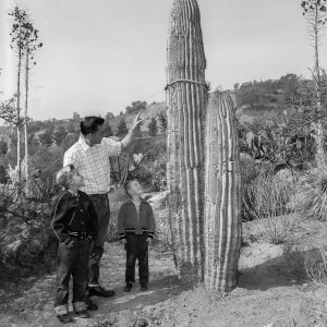 A black and white photo of a young man showing two boys a Sagaro cactus.