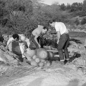 ?, Jose Torres and Richard Williams of the Garden staff planting a clump of Barrell Cactus in the Desert Section