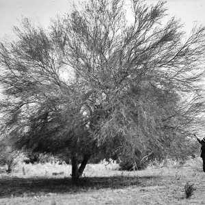 Palm Springs, man, tree