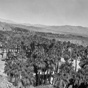 Thousand Palms, oasis