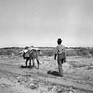 Indio [trip], mule and man in desert