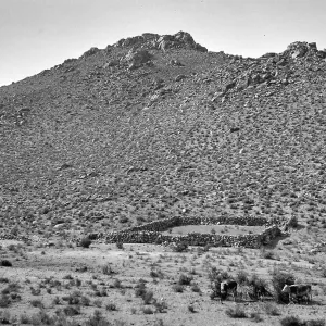 ï¿½Ballarat Tripï¿½ cattle and stone corral