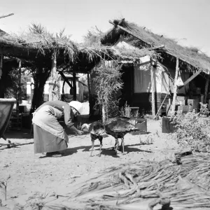 Black and white photograph of a woman in a dress and head covering feeding turkeys out of her hand in front of a one-story building covered in palm fronds.