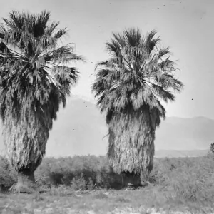 Black and white photograph of two palm trees in the foreground and a third smaller palm in the background with mountains in the distance.