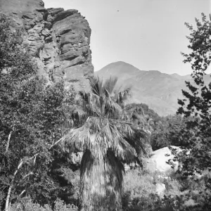 Black and white photograph of a short palm tree in the midst of different trees with a rocky outcropping behind it and mountains in the distance.