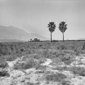 Black and white photograph of two palms standing in a desert landscape with mountains in the distance.