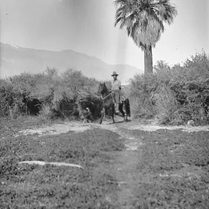 Black and white photograph of a man in a hat riding a horse through brush next to a single palm tree with mountains in the distance.