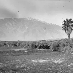 Black and white photograph of a desert landscape with a single palm tree, brush, and snow-capped mountains in the distance.