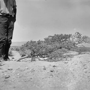 Black and white photograph of a man standing beside a low-growing shrub.