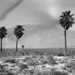 Black and white photograph of a desert landscape with a few palm trees in the foreground and snow-capped mountains in the distance.
