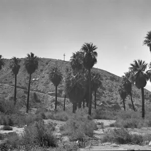 Black and white photograph of a cluster of tall palm trees set against a hillside with a cross at the top.