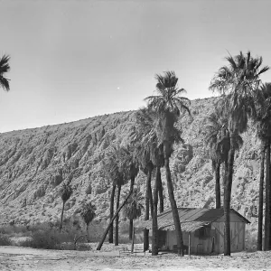 Black and white photograph of a small wooden structure surrounded by tall palm trees set against a desert hill.