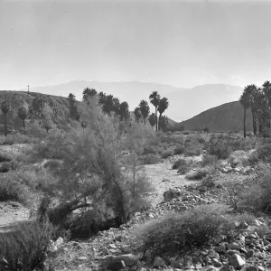 Black and white photograph of a desert plain with brush and palm trees in the foreground and hills and a mountain range in the distance.