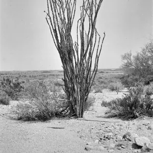 Black and white photograph of a tall desert shrub with several vertical stalks pointing straight up.