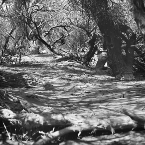 Black and white photograph of a dry creekbed running beneath leafless bushes, taken from a low angle.