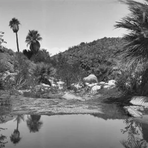 Black and white photograph of a small pool of water surrounded by desert plants and palm trees.