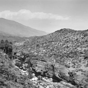 Black and white photograph of a desert landscape with palm trees and scrub bushes growing on the hillside.