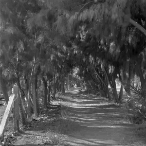 Black and white photograph of a dirt path leading away under a tunnel of trees with a wire fence on the left side.
