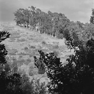 Black and white photograph of a grove of trees spread over a hillside with bushes and scrub in the foreground.