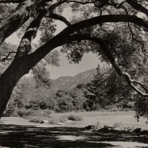 View through the live oak tree in the Botanic Garden at Santa Barbara, © Josef Muench