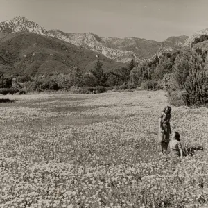 SBBG Spring Meadow, California poppies, 1940 (replicate of SBBG_PR_00460)
