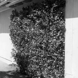 Espaliered Rhus integrifolia