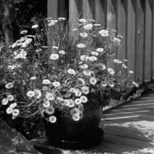 SBBG Home Demonstration Garden Potted Plant