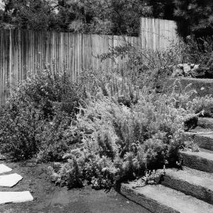 SBBG Meadow View Garden