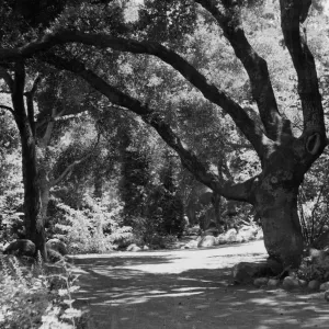 SBBG Arroyo Trail under oaks