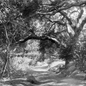 SBBG Arroyo Section