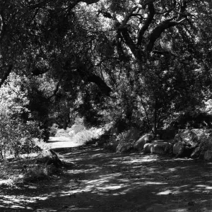 SBBG Arroyo Section, Upper Arroyo Trail