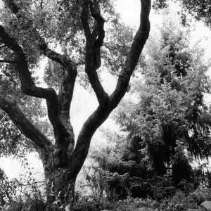 SBBG Arroyo Section
