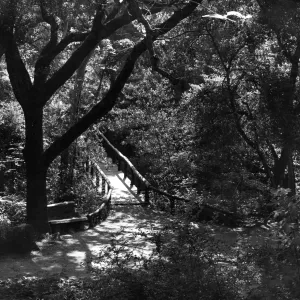 Campbell Bridge, SBBG