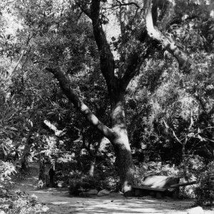 Campbell Trail, SBBG